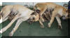 Great Dane Puppies , Great Danes for Sale , Great Dane Breeders